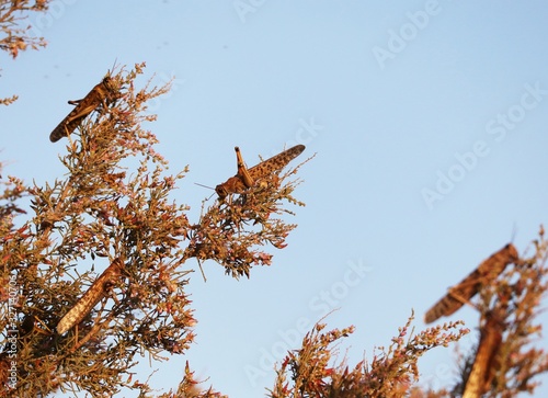 Locusts feeding on desert plants photo