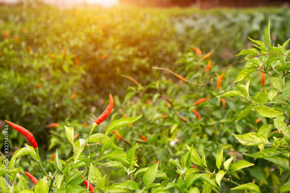 Red chilli peppers in the organic garden farm Red chilli peppers in the organic garden farm
