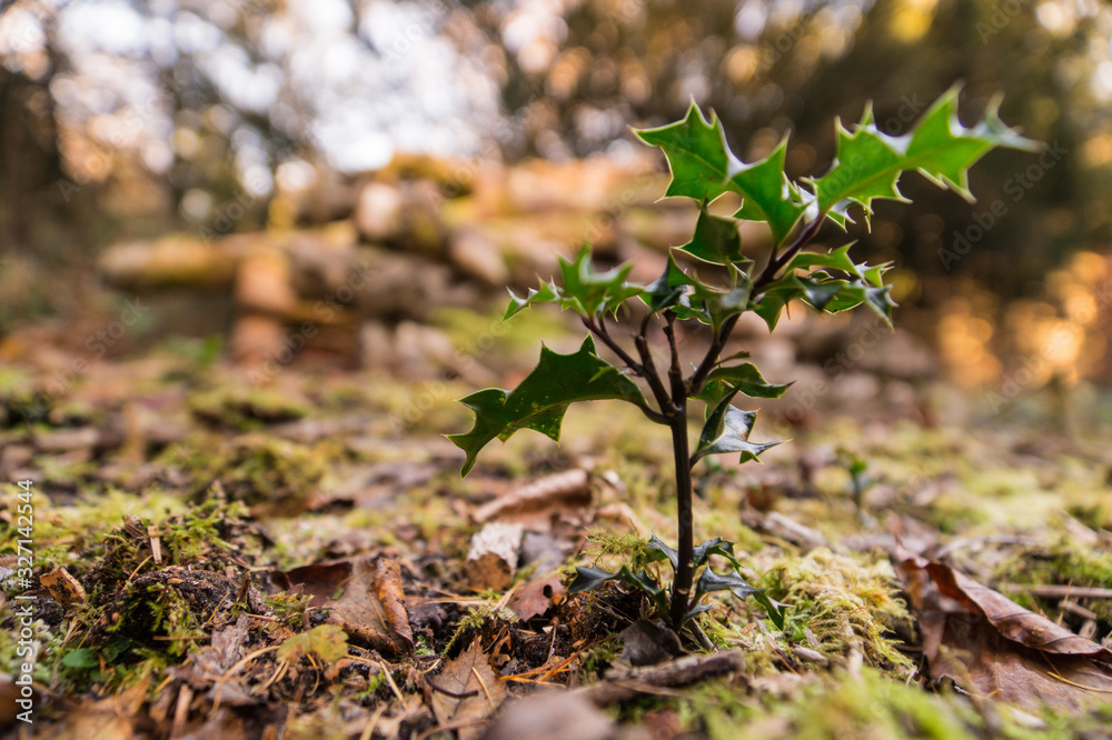 Obraz premium Little tree, growing tree