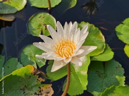 Beautiful white and yellow lotus water lilly flower.