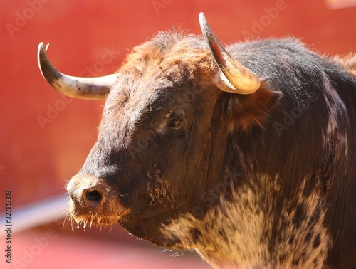 spanish bull in the bullring