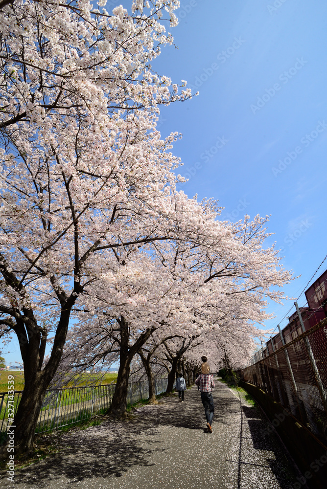 摂津市新幹線公園の桜 摂津市新幹線公園の桜