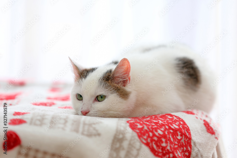 Young white cat closeup portrait with empty space for text
