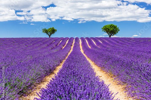 Provence, France. Lavender fields on the Plateau of Valensole.