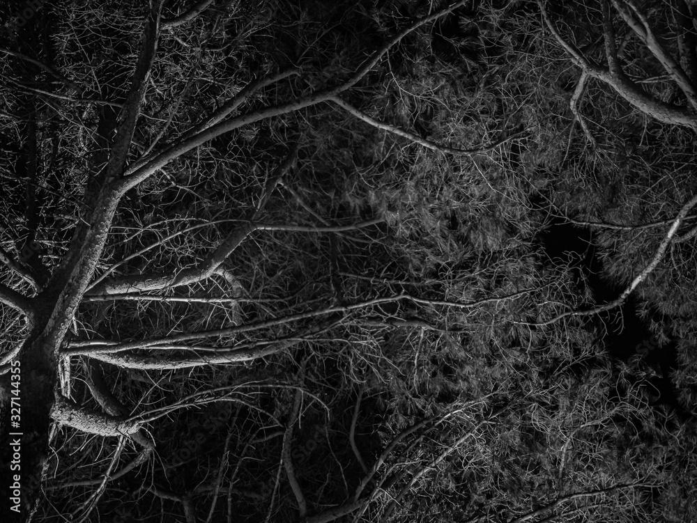 Intertwining of night tree branches
