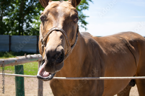 Brown horse by the fence laughing, having bridle