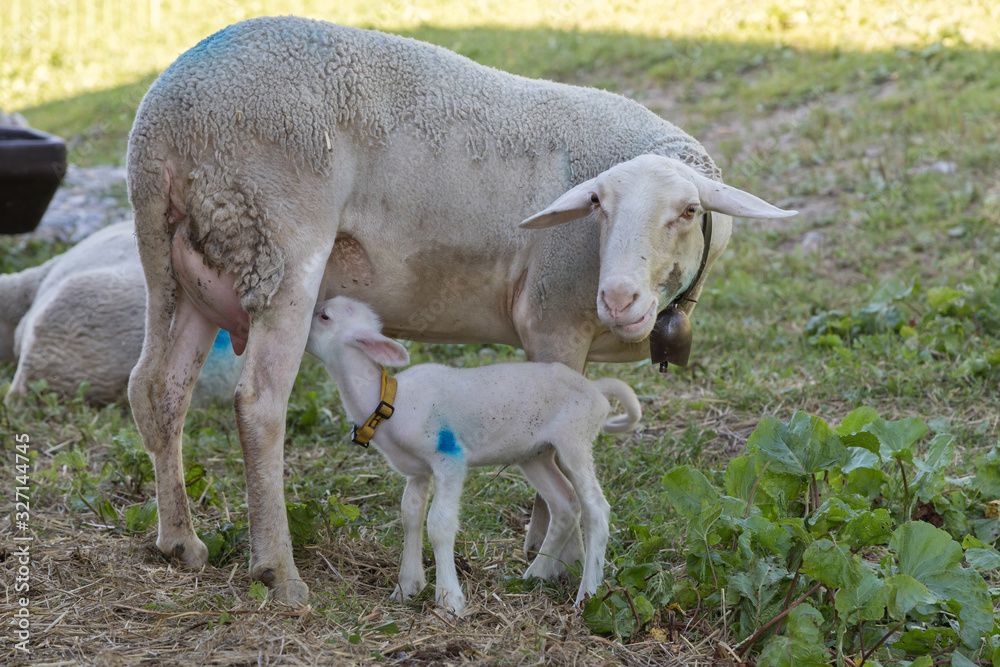 Fototapeta premium suckling_lamb