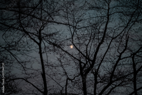 Beautiful moon among the dry branches of the trees at sunset