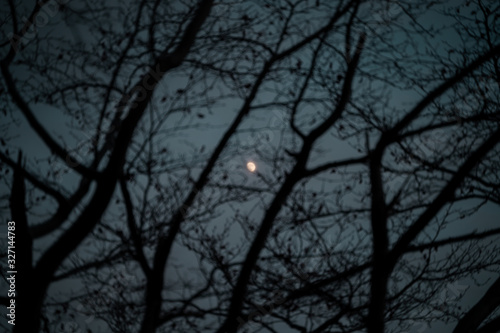 Beautiful moon among the dry branches of the trees at sunset