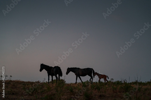 Wild horses walking while the sun set, amazing scene in Sicily, magical atmosphere