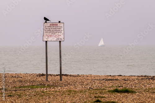 Crow on sign, sea