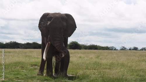 African Elephant (Loxodonta africana)  big bull dripping urine while half a sleep.