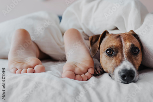 Legs of a child under a white blanket next to a cute dog Jack Russell Terrier. Selective focus.