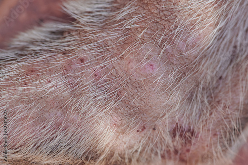 Damaged dog skin after flea bite photo