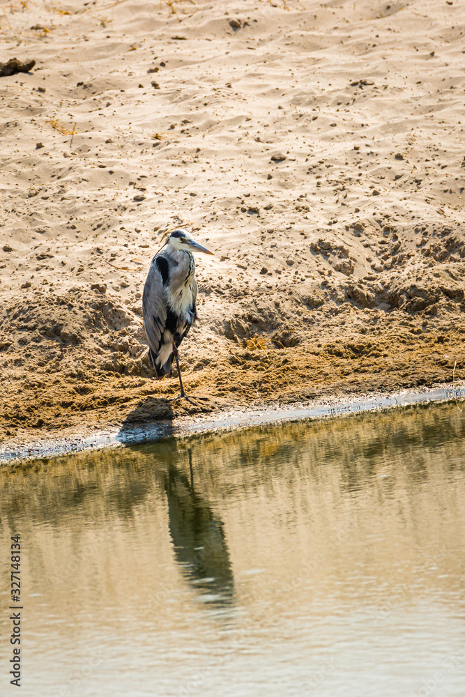 Obraz premium Graureiher