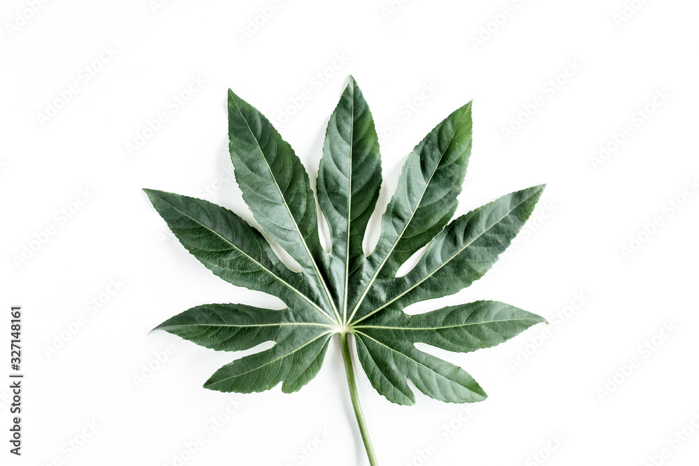 Tropical palm leaves Aralia isolated on white background. Tropical nature concept. Tropical palm leaves Aralia isolated on white background. Tropical nature concept.