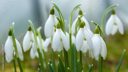 A bush of white snowdrops, in raindrops, on a blurred background.