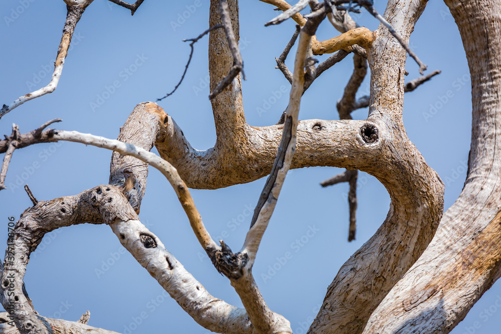Tree Tree