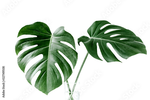 Close-up of the Monstera leaf. Tropical palm leaves Monstera isolated on white background. Tropical nature concept.
