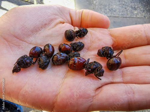 Edible ant traditional from Santander region of Colombia called Hormiga Culona which literally translated in english is big-assed ant. photo