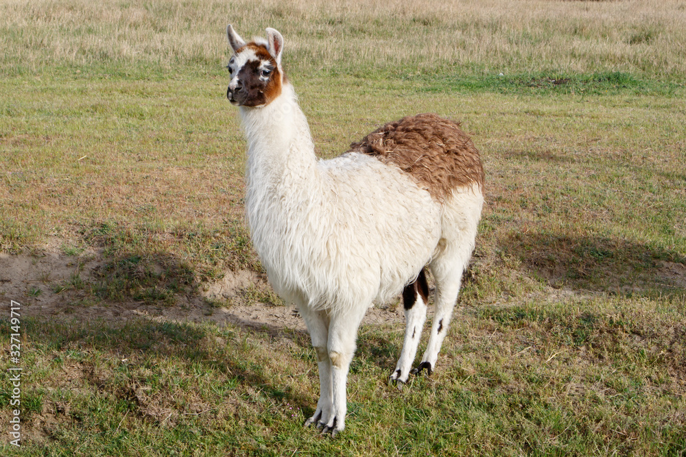 Fototapeta premium LLama de cuerpo entero II