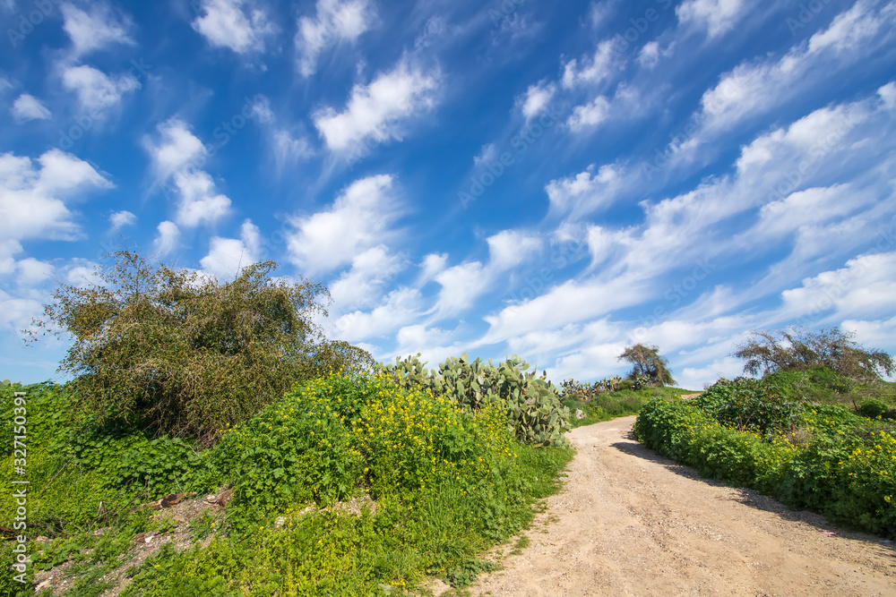 Country road between flowering bushes and shrubs in the sunlight against blue sky with clouds Country road between flowering bushes and shrubs in the sunlight against blue sky with clouds
