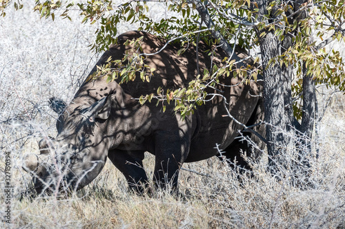 A black Rhinoceros - Diceros bicornis- eating scrubs on the plains of etosha national park, Namibia.