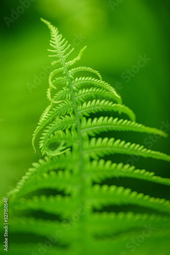 Fern Leaves Ecology Concept. Green ecological wildlife concept background. Wildlife Paportik Green Leaf. photo