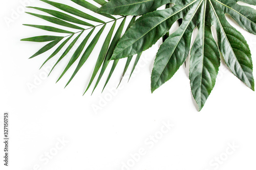 Tropical palm leaves Aralia isolated on white background. Tropical nature concept.