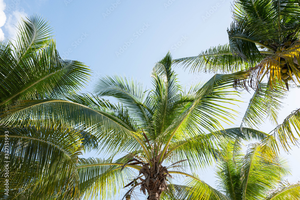 Fototapeta premium Green Palm Blue Sky White Sand