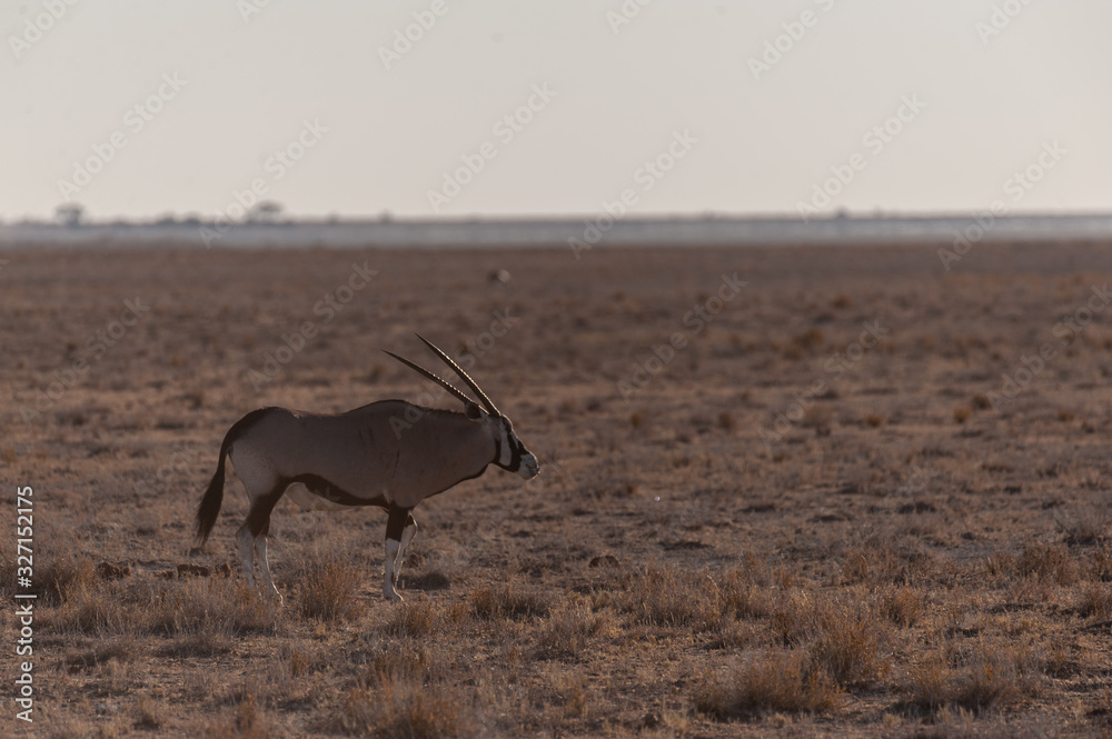 One Oryx - Oryx gazelle- grazing on the plains of Etosha national park, Namibia One Oryx - Oryx gazelle- grazing on the plains of Etosha national park, Namibia