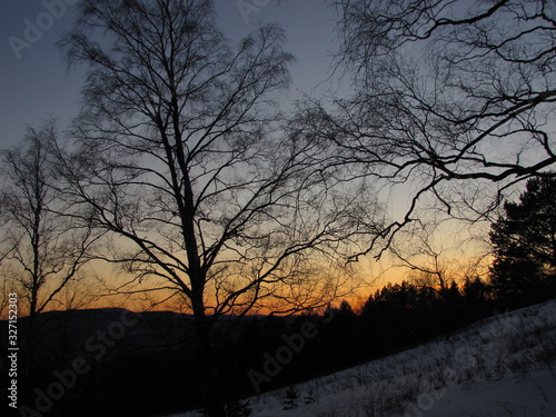 bare tree at sunset