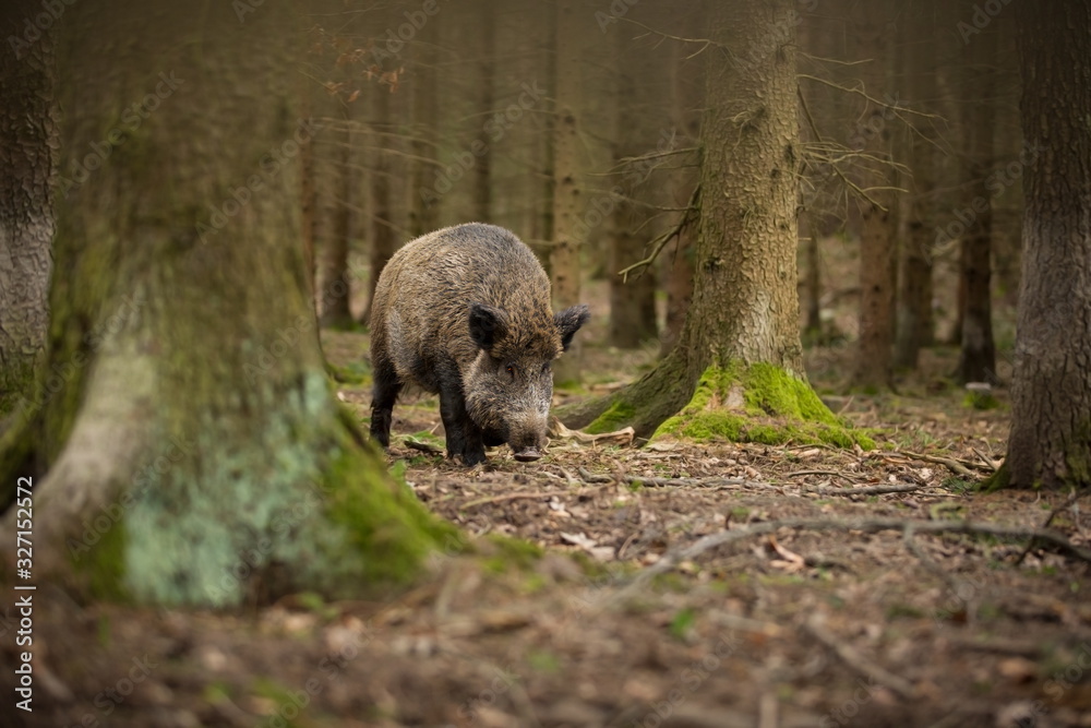 Sus scrofa. Free nature. Beautiful picture. Animal life. Wild nature of the Czech Republic. Animal in the forest. Deep forest. Sus scrofa. Free nature. Beautiful picture. Animal life. Wild nature of the Czech Republic. Animal in the forest. Deep forest.