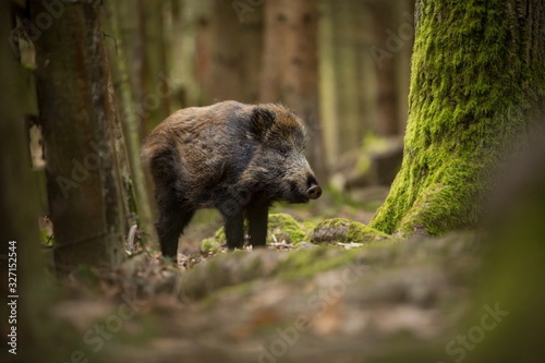 Sus scrofa. Free nature. Beautiful picture. Animal life. Wild nature of the Czech Republic. Animal in the forest. Deep forest.