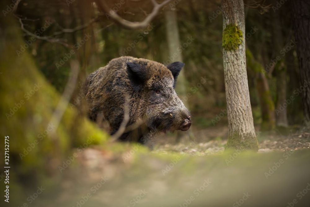 Sus scrofa. Free nature. Beautiful picture. Animal life. Wild nature of the Czech Republic. Animal in the forest. Deep forest. Sus scrofa. Free nature. Beautiful picture. Animal life. Wild nature of the Czech Republic. Animal in the forest. Deep forest.