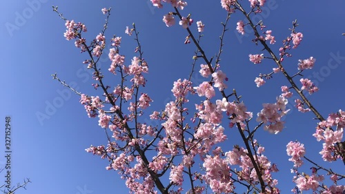 河津桜