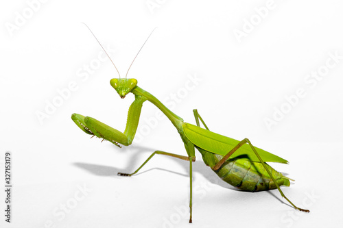 Hierodula membranacea, female photo