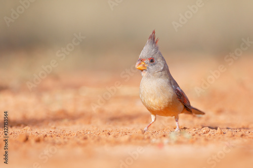 Canvas Print Pyrrhuloxia (Cardinalis sinuatus) female perched, South Texas, USA