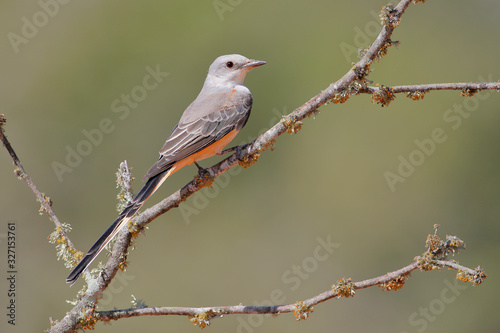 Scissor-tailed Flycatcher (Tyrannus forficatus) perched, South Texas, USA