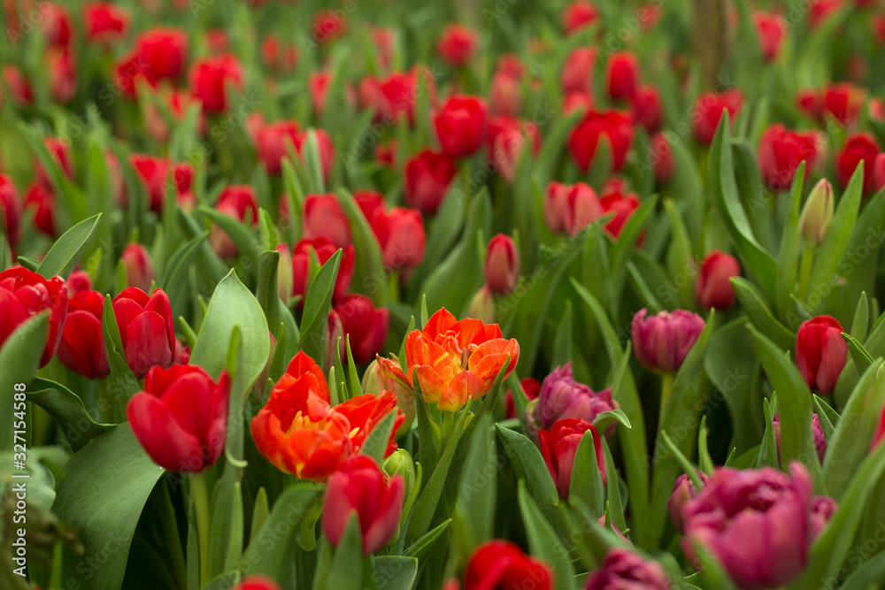 Red tulips field beautiful spring background.