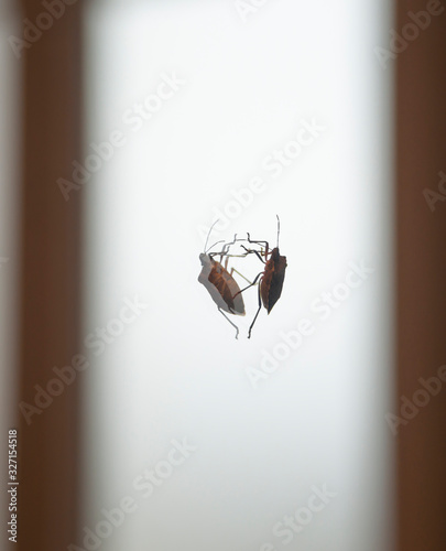 Tick crawling on the mirror