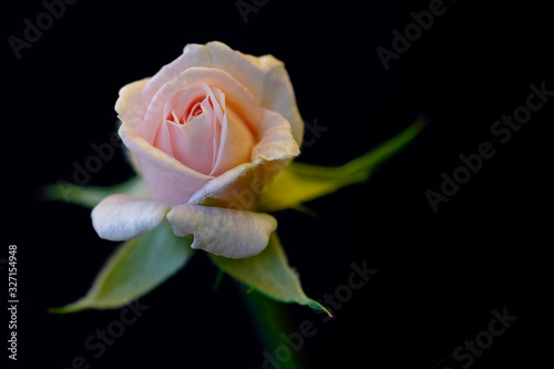 Pink Cecile Brunner Rose flower photo