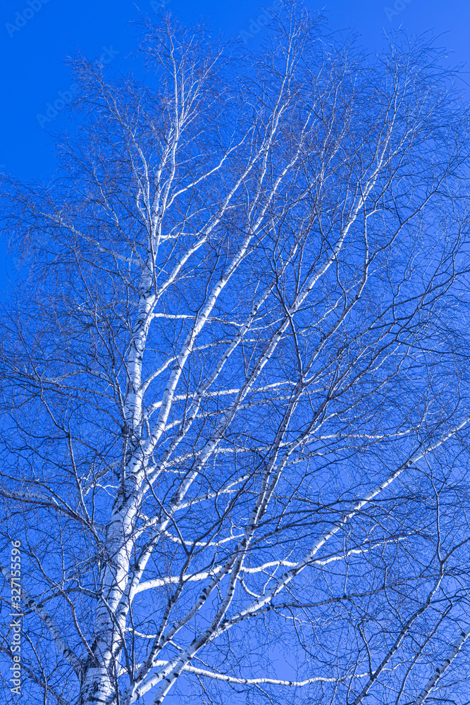 Obraz premium Alone birch tree on the background of clear blue sky in the winter or spring day