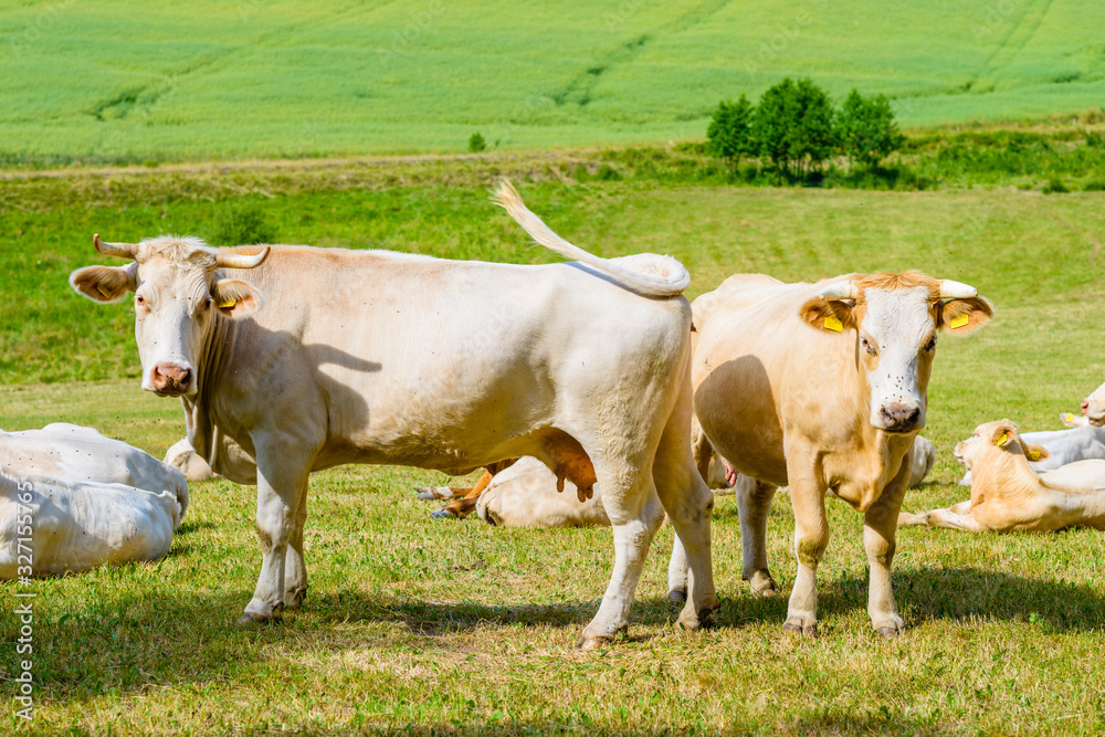 A herd of cows in a pasture basking in the summer sun A herd of cows in a pasture basking in the summer sun