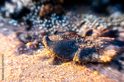 Starfish amongst the rockpools at the beach