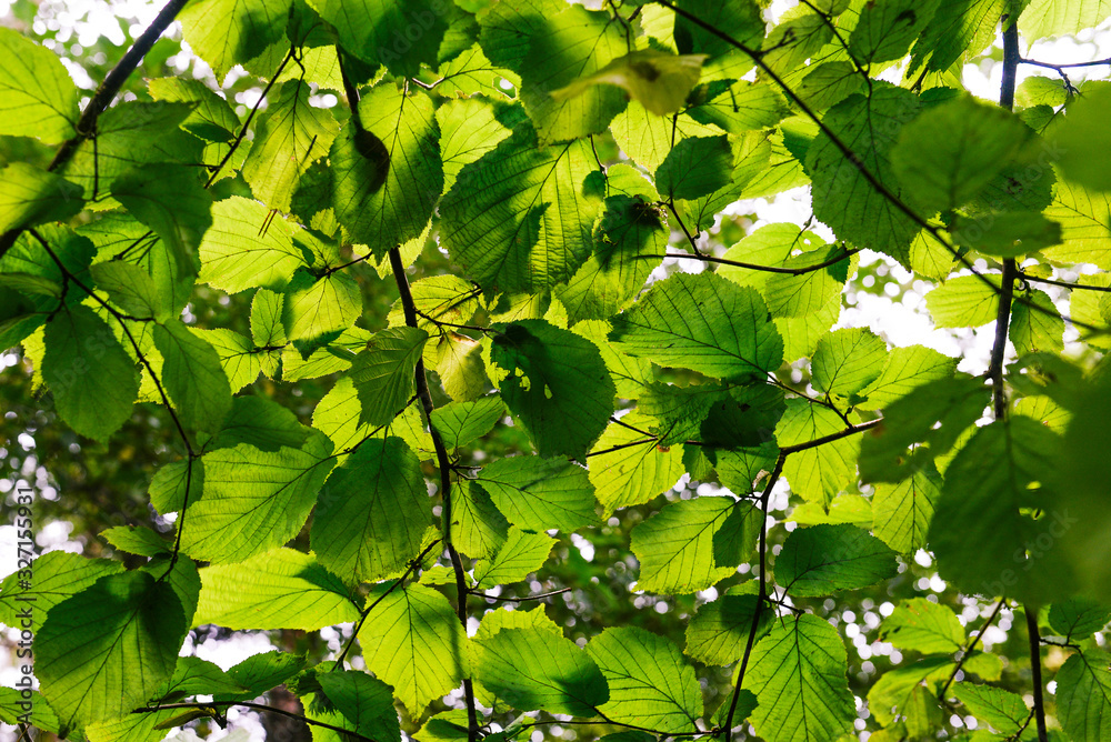 Green leaves background. Young leaves with a fresh green summer background. Green leaves background. Young leaves with a fresh green summer background.