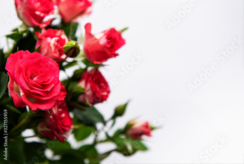 Red roses on white