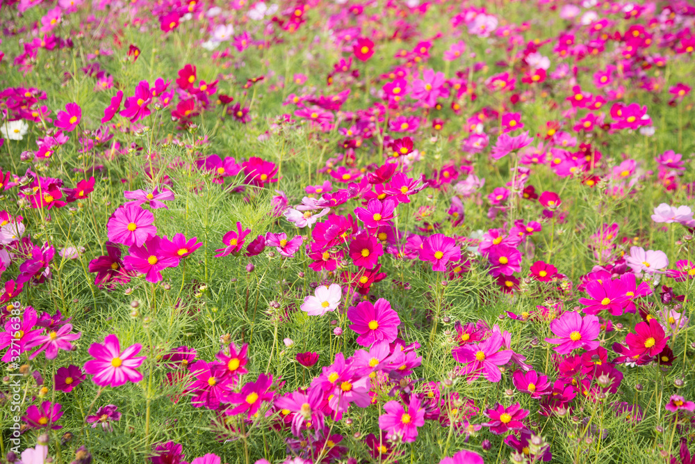 Gesanghua blooming under blue sky and white clouds Gesanghua blooming under blue sky and white clouds