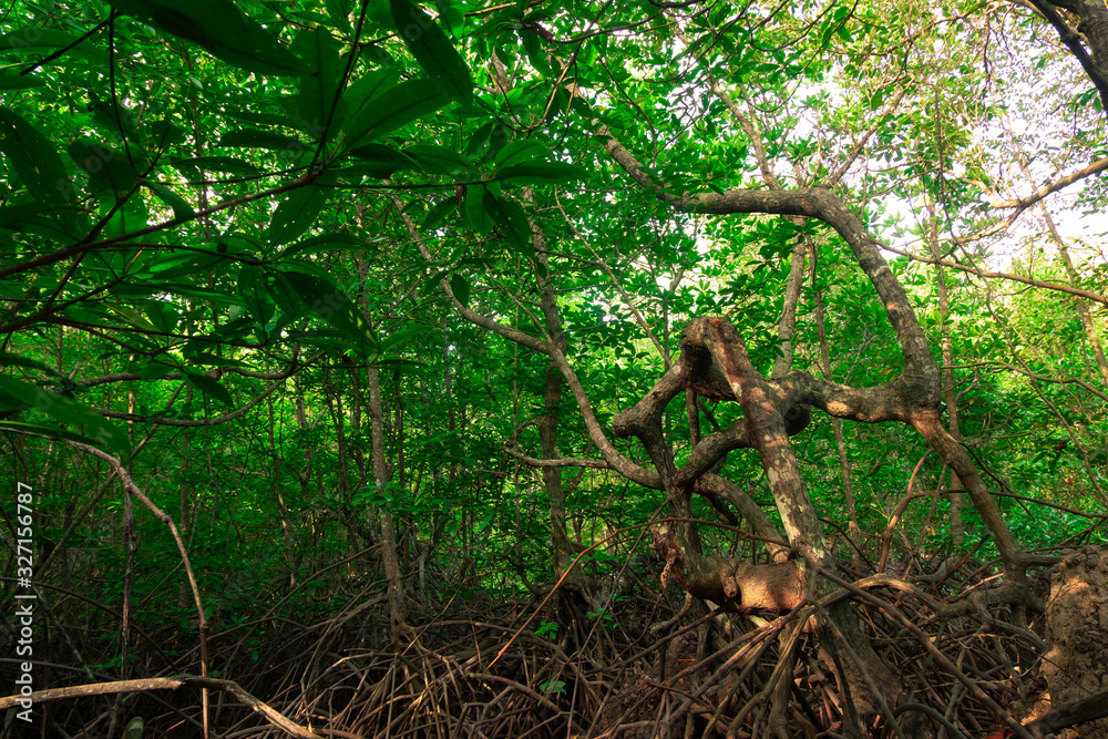 Mangrove forest environment in Thailand Mangrove forest environment in Thailand