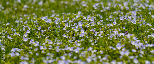 early spring meadow with small blue flowers, wide background